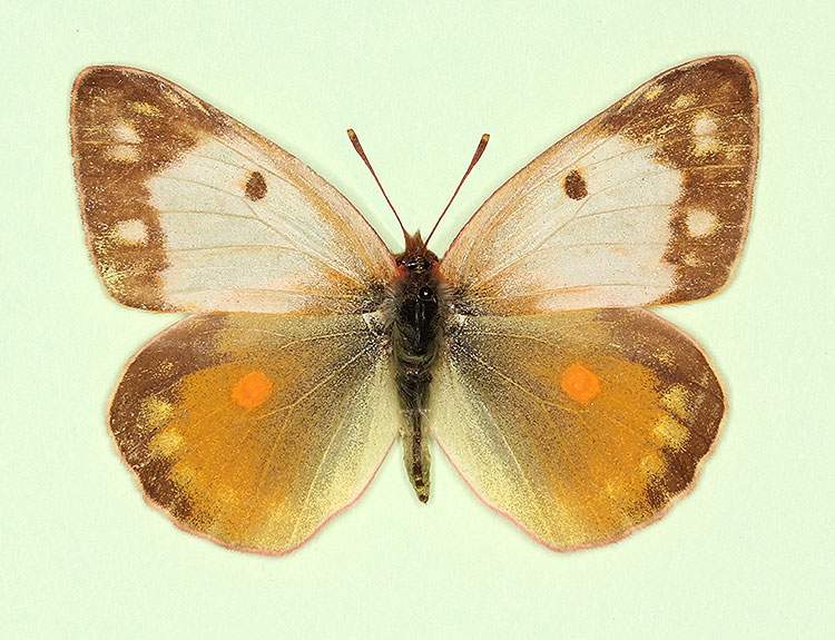 Colias croceus female (aberrant form duplex) (Internet Image property of respective owner, non-commercial use only)